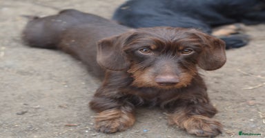 Miniature Dachshund dogs - Advert 2