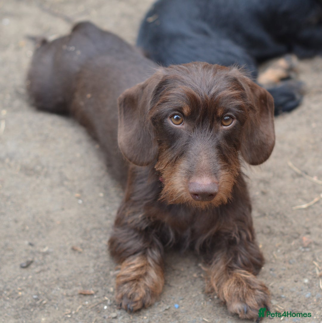 Miniature Dachshund dogs for sale: Wirehaired dachshund girl and boy - Image 2