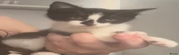 Mixed Breed cats for sale: Last kitten seeking their forever home  - Advert 3