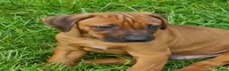 Rhodesian Ridgeback dogs for sale: Gentlemen of the Savanna. - Advert 2