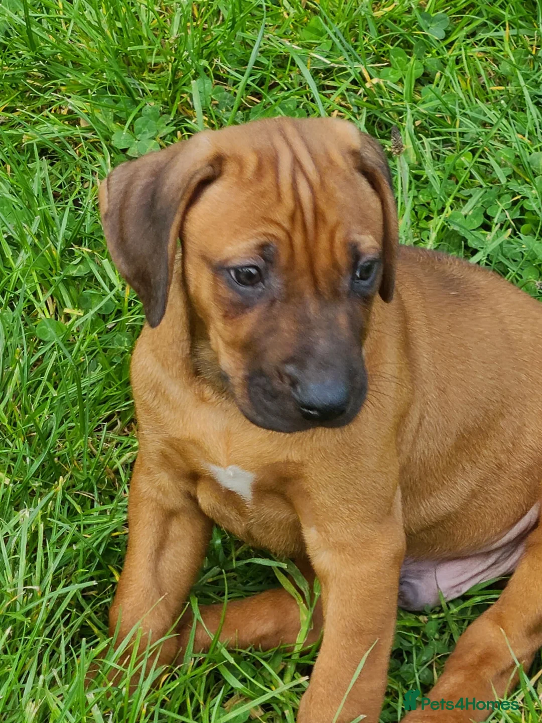 Rhodesian Ridgeback dogs for sale: Gentlemen of the Savanna. - Advert 2