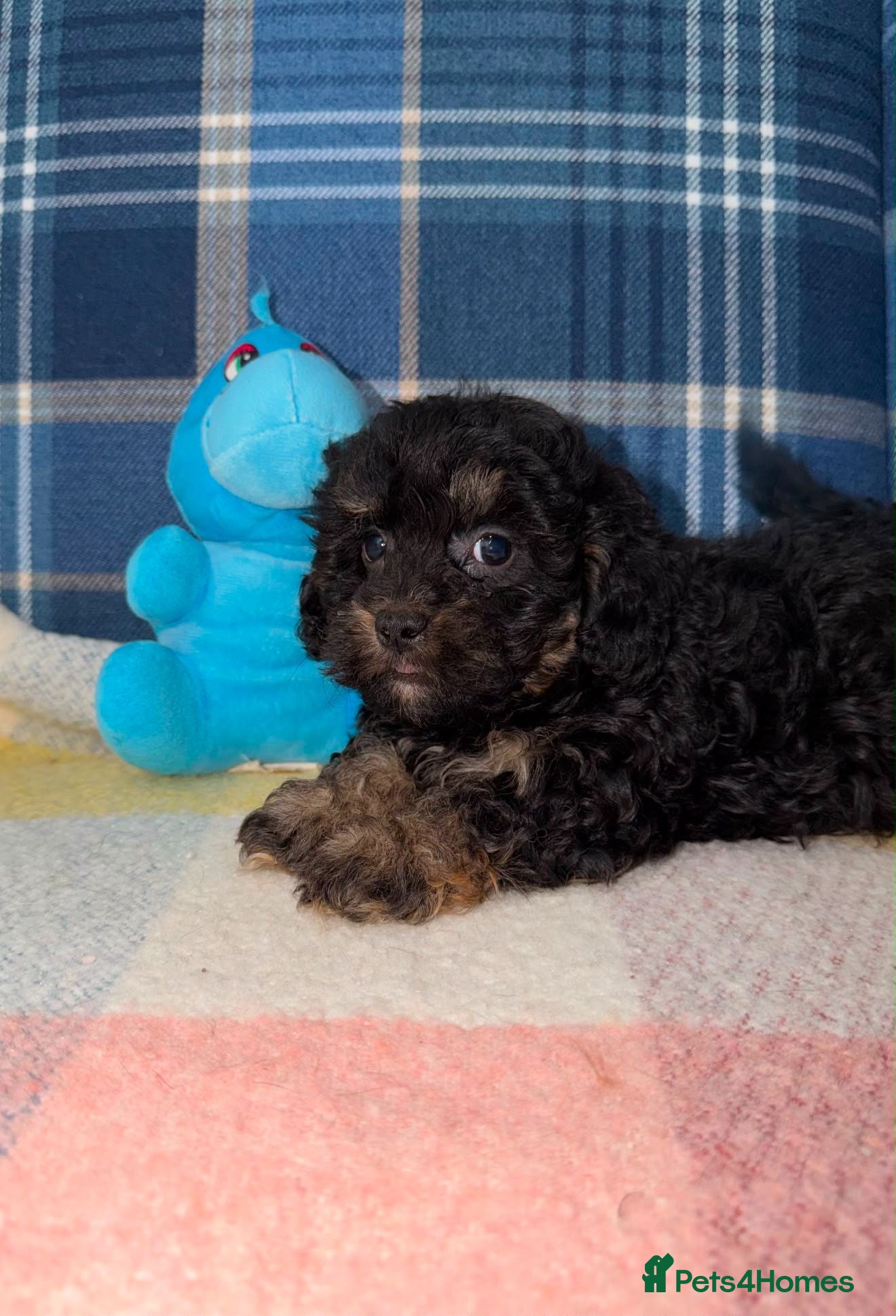 Shihpoo dogs 💜🧡💛Stunning Shihpoo Puppies Ready Now💛🧡💜 - Advert 2