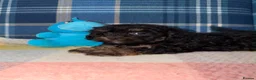 Shihpoo dogs for sale: Stunning Shihpoo Puppies Ready Now - Advert 3