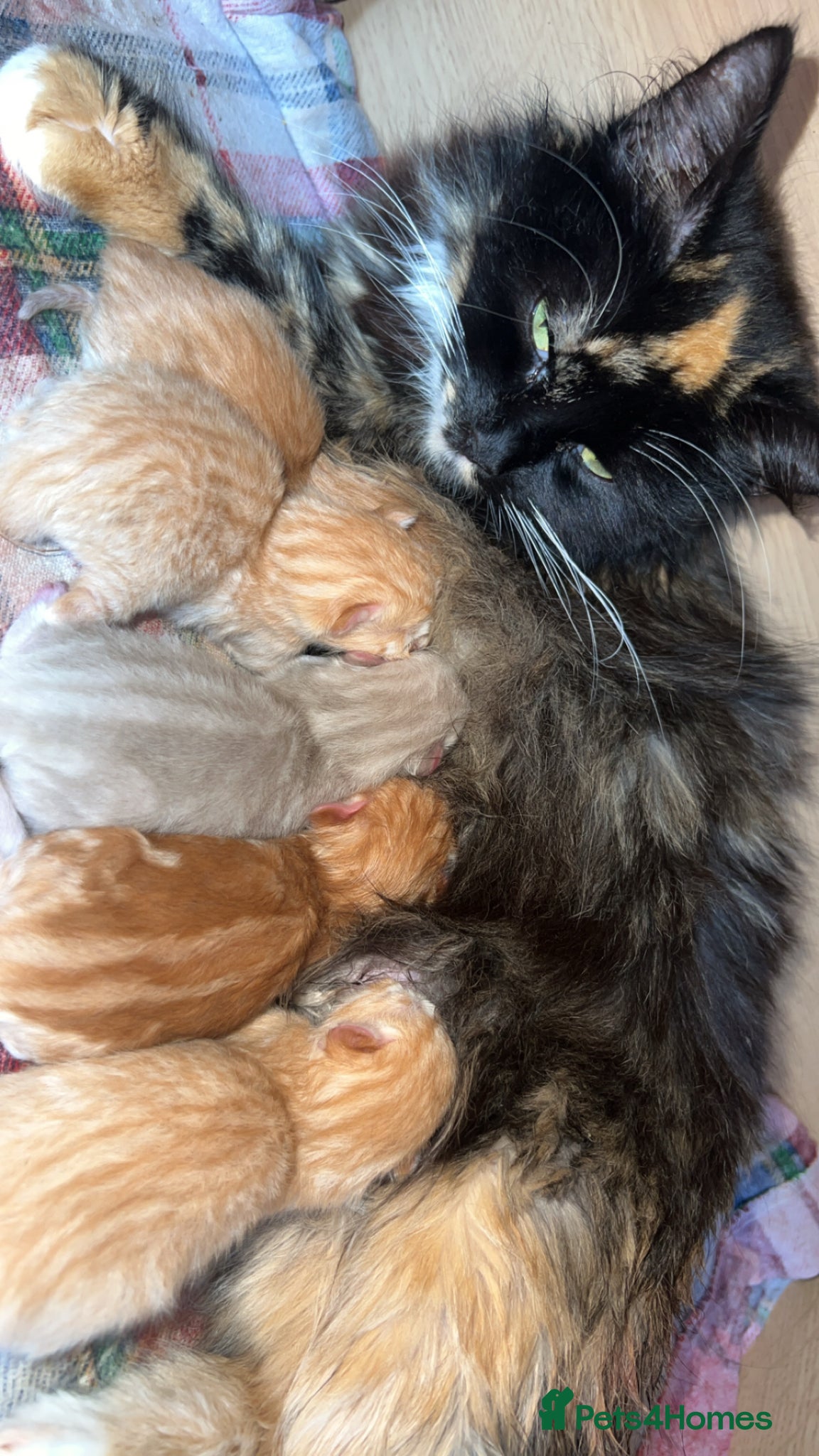 Mixed Breed cats 4 ginger boys looking forever home  - Advert 3