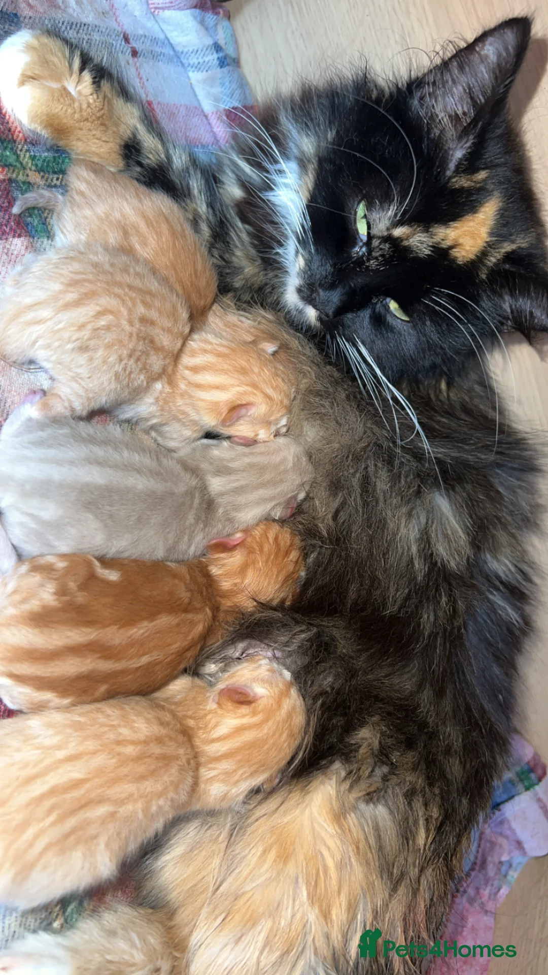 Mixed Breed cats for sale: 4 ginger boys looking forever home  in Salisbury - Advert 1