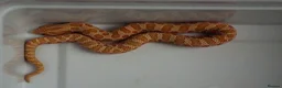 Snake reptiles for sale: 2026 Juvenile Arctic Hognose Snakes in Plymouth - Advert 3