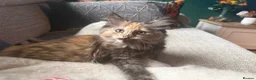 Maine Coon cats for sale: Maine coon kittens  - Advert 8