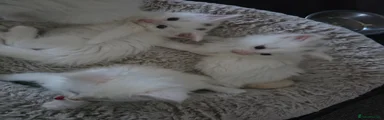 Maine Coon Kitten 1
