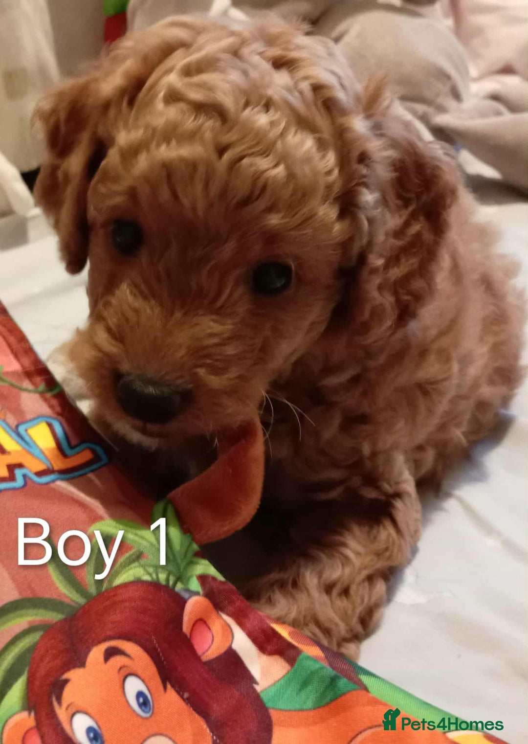 Cockapoo dogs for sale: Cockapoo - Advert 5