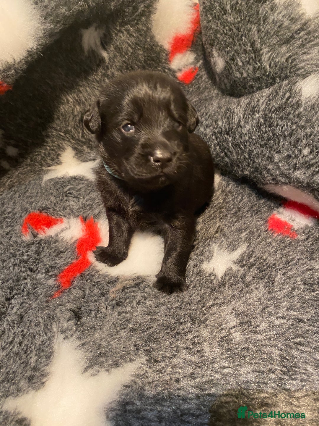 Labrador Retriever dogs for sale: Black and yellow Labrador puppies  - Advert 9