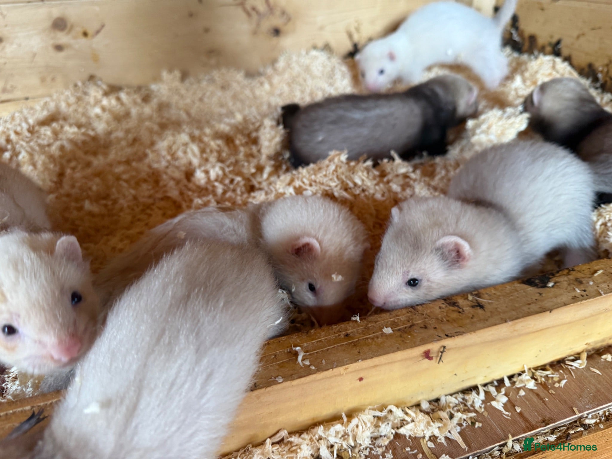 Ferret rodents Beautiful litter of ferret kits  - Advert 2