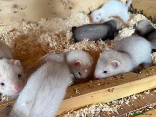 Ferret rodents Beautiful litter of ferret kits - Advert 2