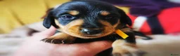 Miniature Dachshund dogs for sale: KC Stunning litter of girls 💗 - Advert 6