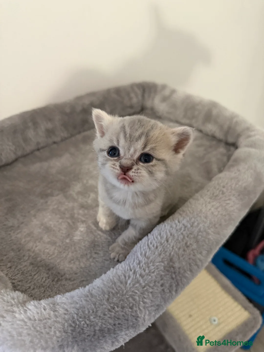 Scottish Fold cats for sale: Scottish fold female kitten pure breed in London - Advert 3