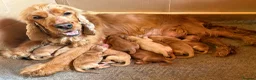 Cocker Spaniel dogs for sale: Adorable Show Cocker Spaniel puppies - Advert 12