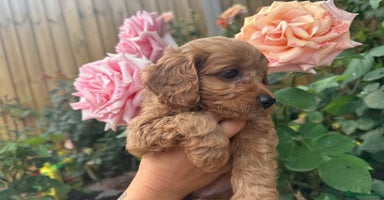 Cavapoo dogs - Advert 12