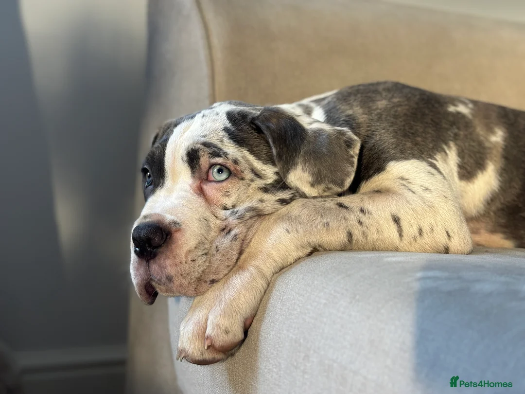 Cane Corso dogs for sale: Merle cane corso - Advert 2