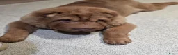 Shar Pei dogs for sale: Bear coat shar pei in Ripon - Advert 7