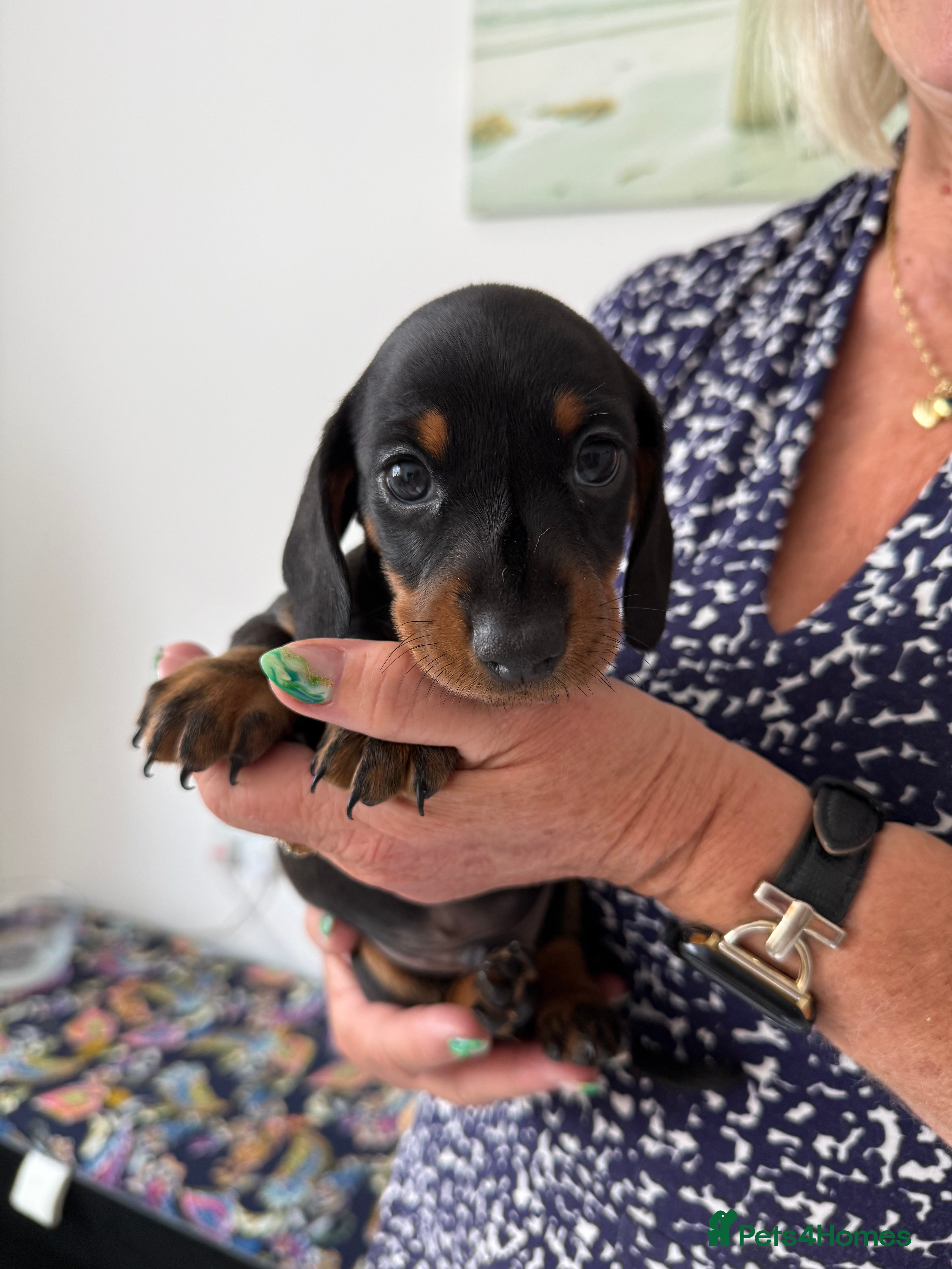 Miniature Dachshund dogs Miniature Daschunds - Advert 2