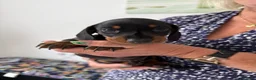 Miniature Dachshund dogs for sale: Miniature Daschunds - Advert 6