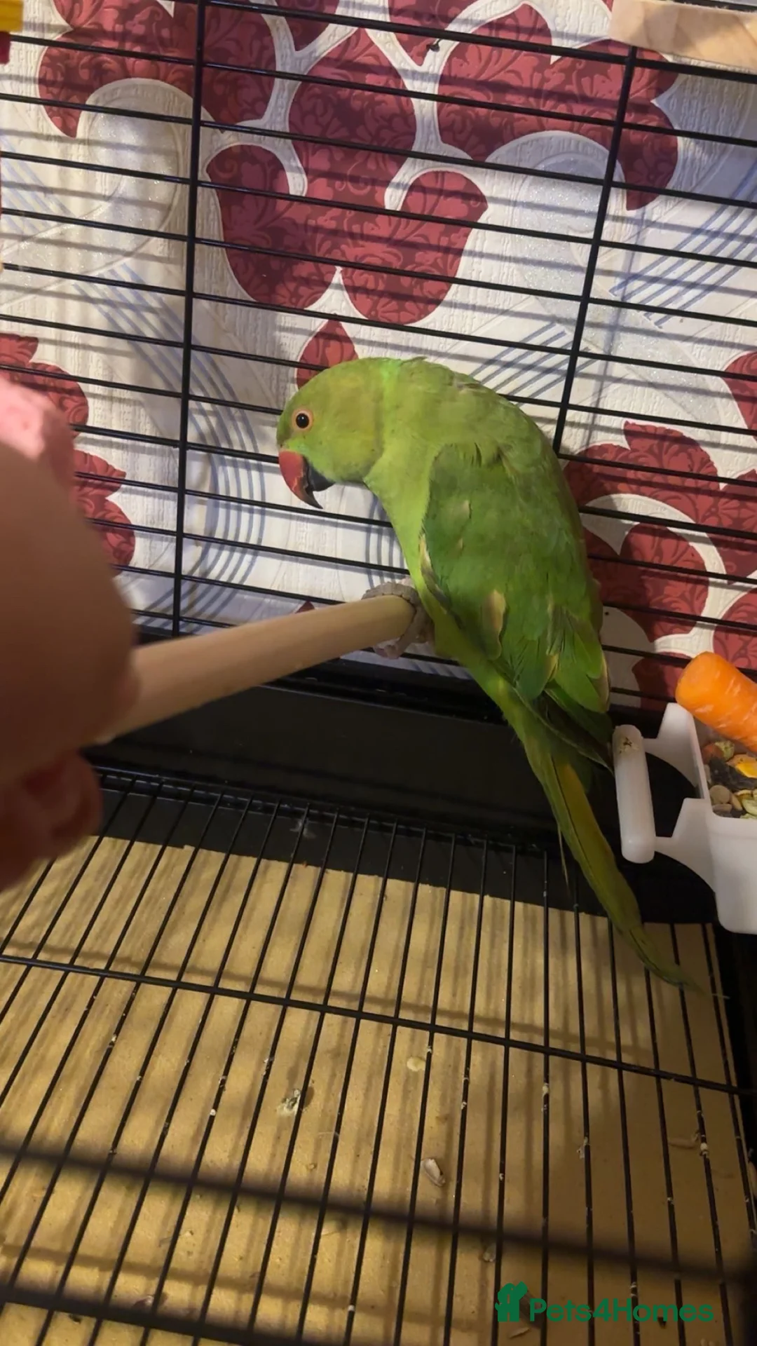 Ringnecks birds for sale: Indian ringneck  - Advert 1
