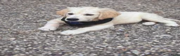 Golden Retriever dogs for sale: ❤️❤️❤️ Beautiful KC Golden Retriever puppies❤️❤️❤️ - Advert 8