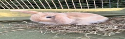 Mini Lop rabbits for sale: *Mini Lop Babies  - Advert 4