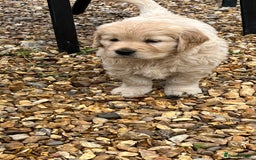 Golden Retriever dogs for sale: Big Boned Golden Retiever Puppies - Image 1