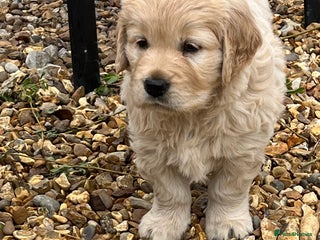 Golden Retriever dogs - Advert 1