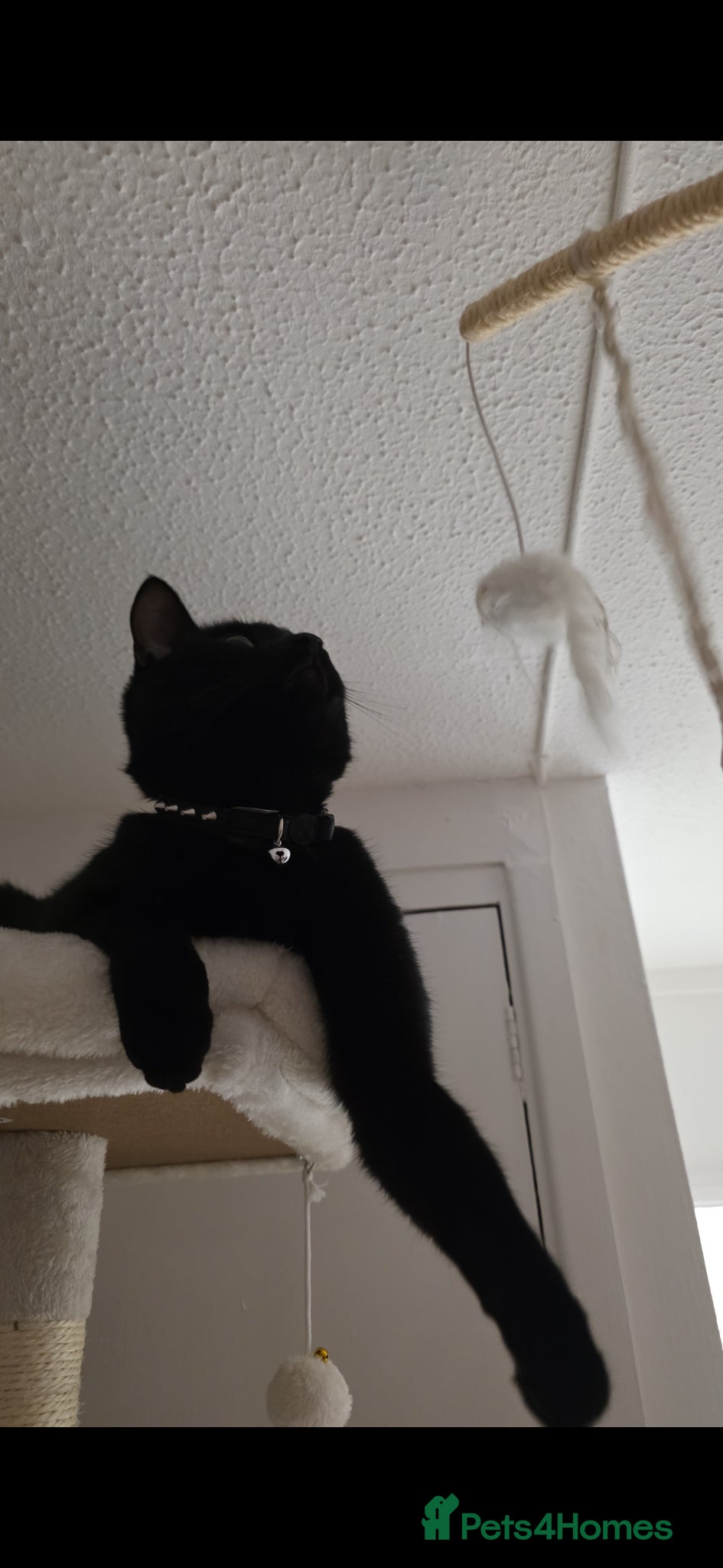 Mixed Breed cats Large Male 1 year old Black Cat needs a new home - Advert 11