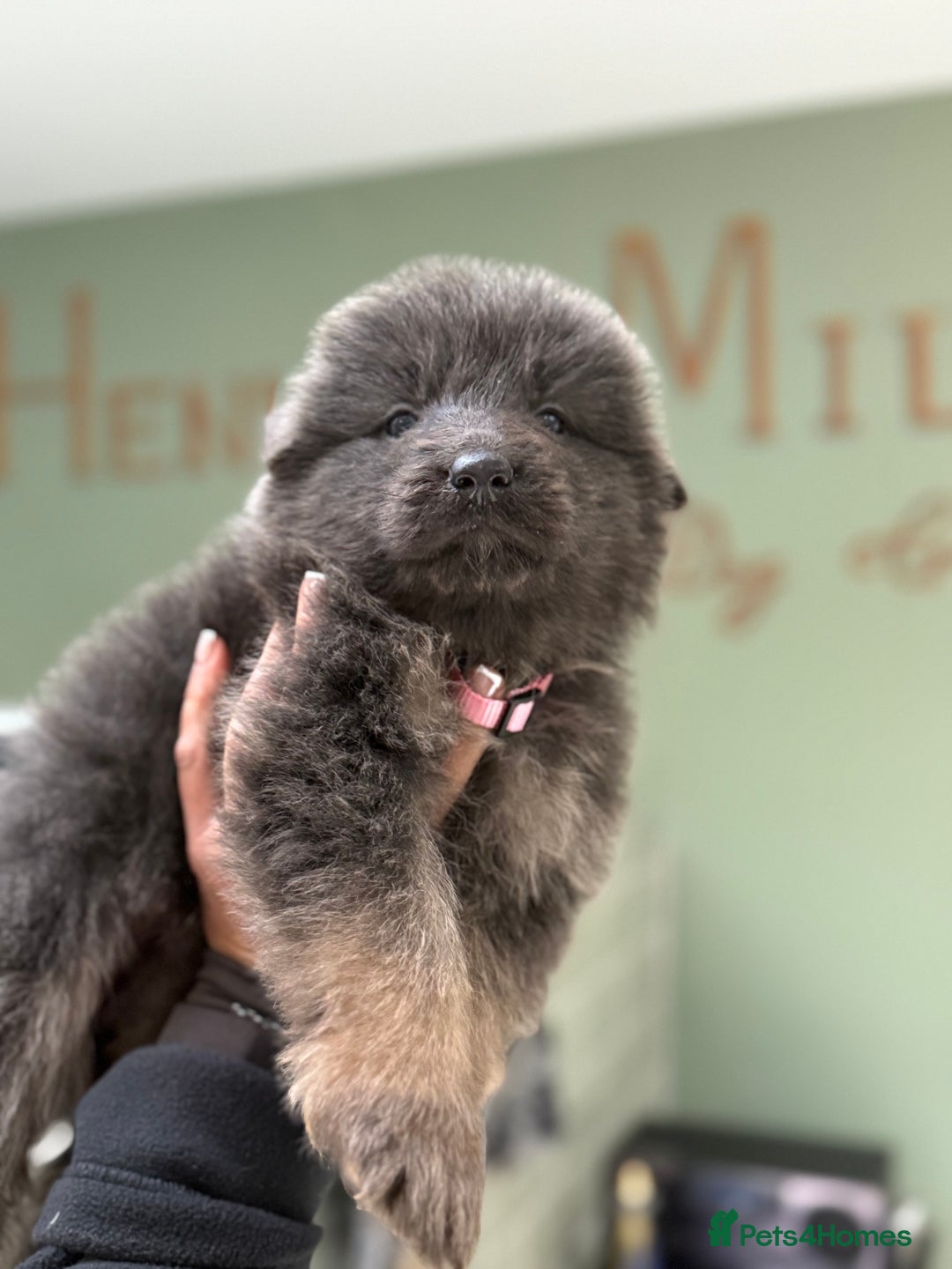 German Shepherd dogs for sale: 💙KC health tested parents 💙 - Advert 9