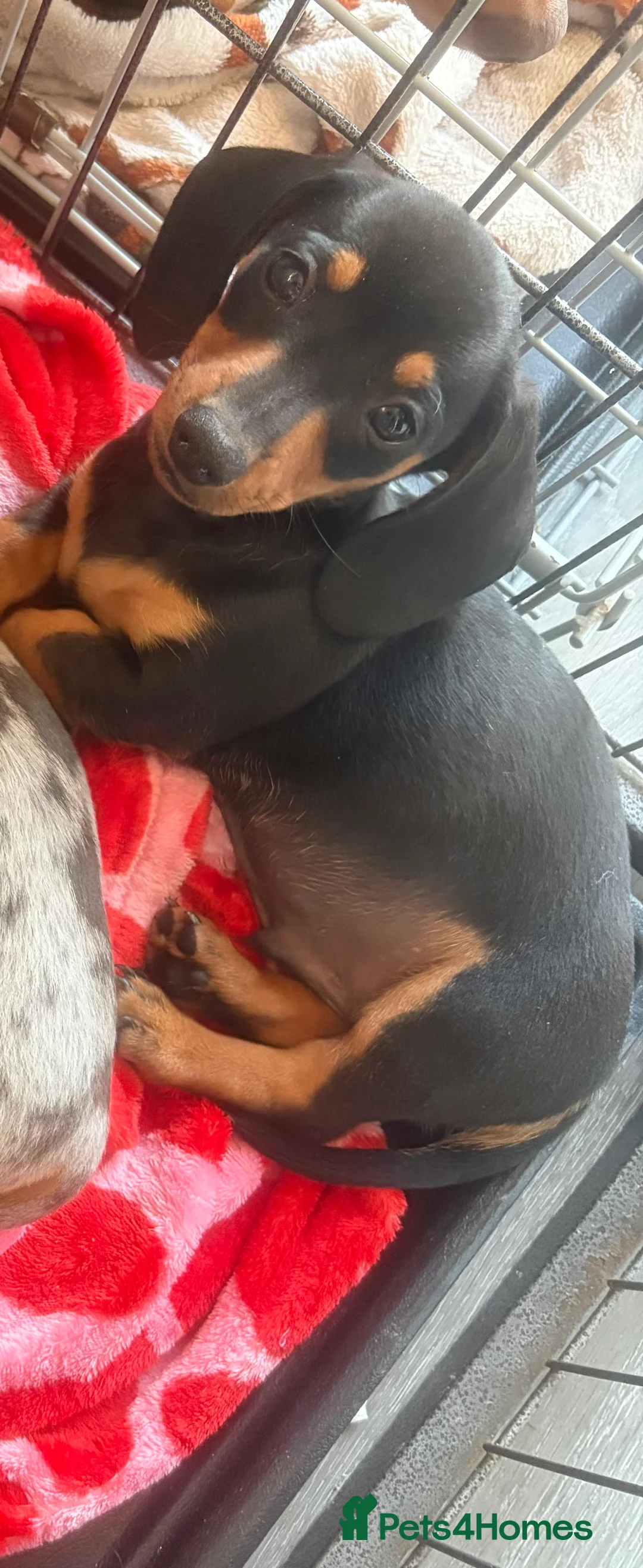 Miniature Dachshund dogs for sale: Lovely Miniature Dachshund Puppy’s Ready Now in Beaconsfield - Advert 2
