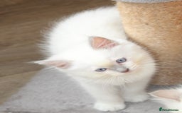 Ragdoll cats for sale: Ragdoll kittens  - Image 2