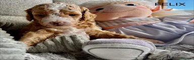 Felix