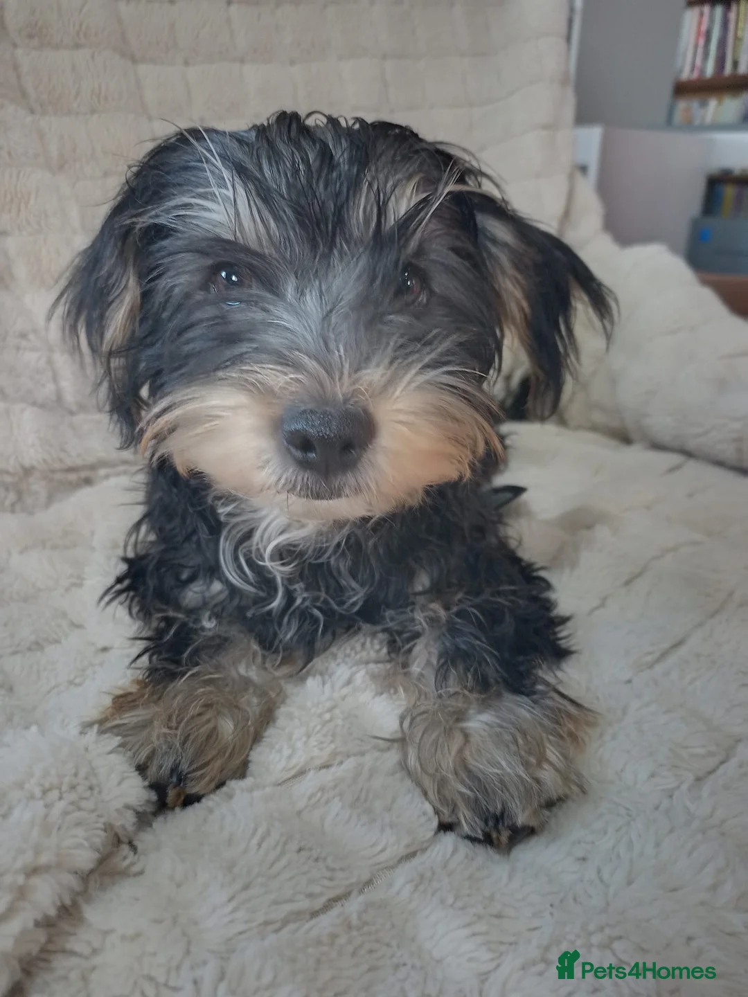 Yorkshire Terrier dogs for sale: Yorkshire terrier puppies  - Advert 13