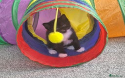 British Shorthair cats for sale: British Shorthair Mix Kittens - Image 22