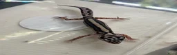 Leopard Gecko reptiles for sale: Mixed baby Leopard Geckos & 1 Black night - Advert 8