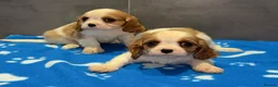 Cavalier King Charles Spaniel dogs for sale: 🐶King Charles cavalier puppy’s ⭐️⭐️⭐️⭐️⭐️ - Advert 20