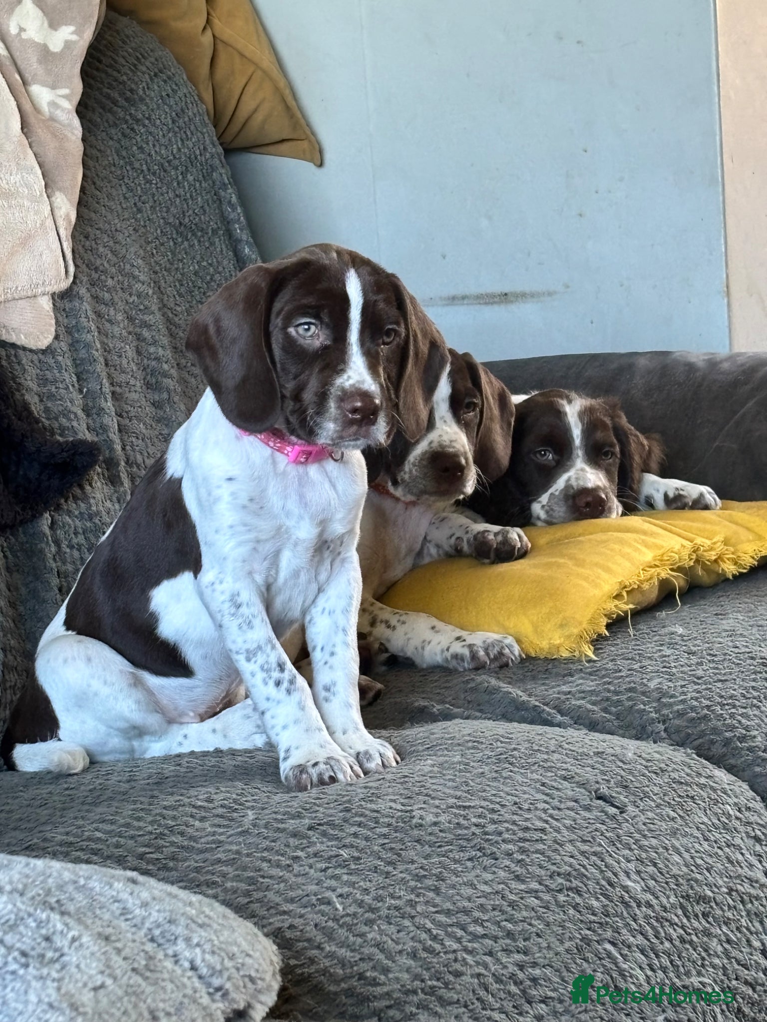 Sprocker dogs Springer girl  - Advert 9