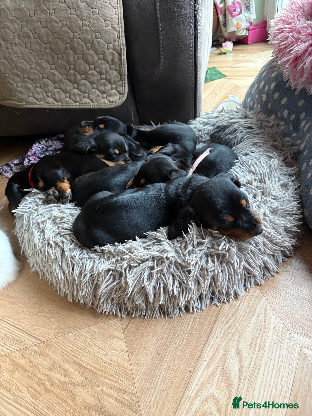 Mixed Breed dogs for sale: Basset Hound x Dacshund  - Image 4