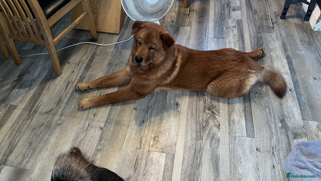 Mixed Breed dogs for sale: 7 month old chow x - Image 2