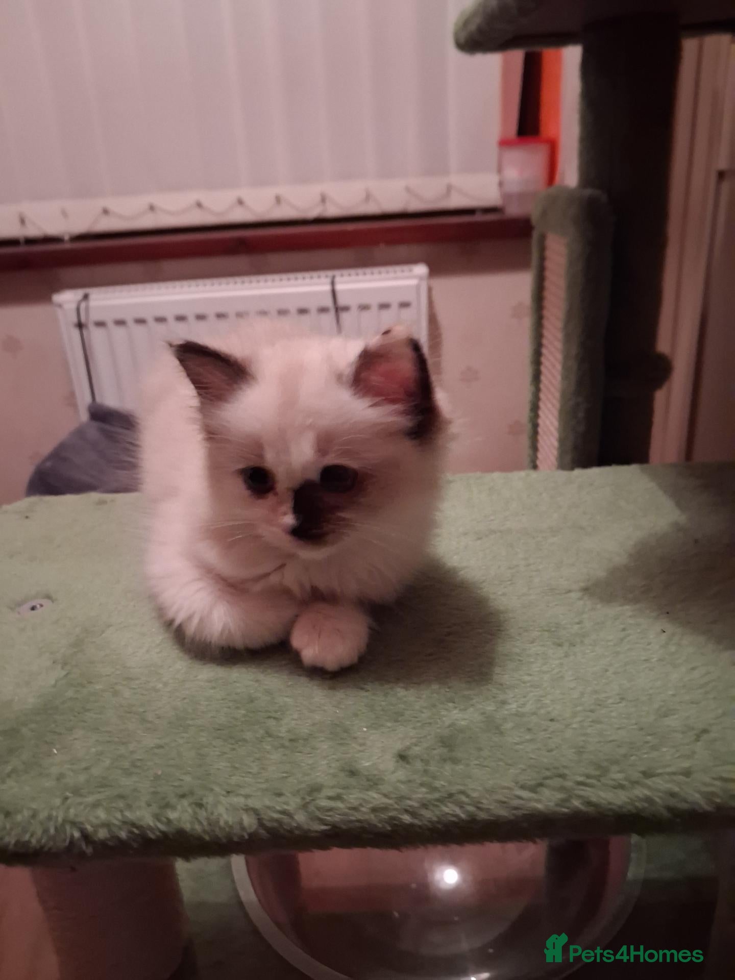 Ragdoll cats for sale: Ready Now Beautiful GCCF Ragdoll  - Advert 20