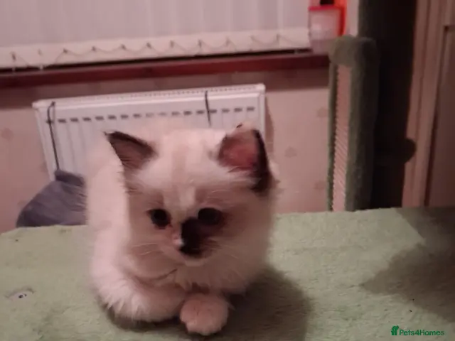 Ragdoll cats for sale: Ready Now Beautiful GCCF Ragdoll - Advert 20