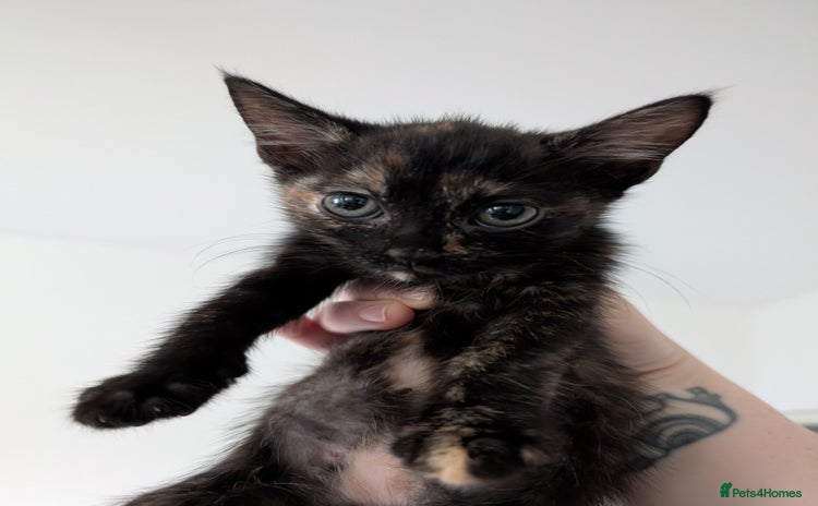 Mixed Breed cats - Advert 8