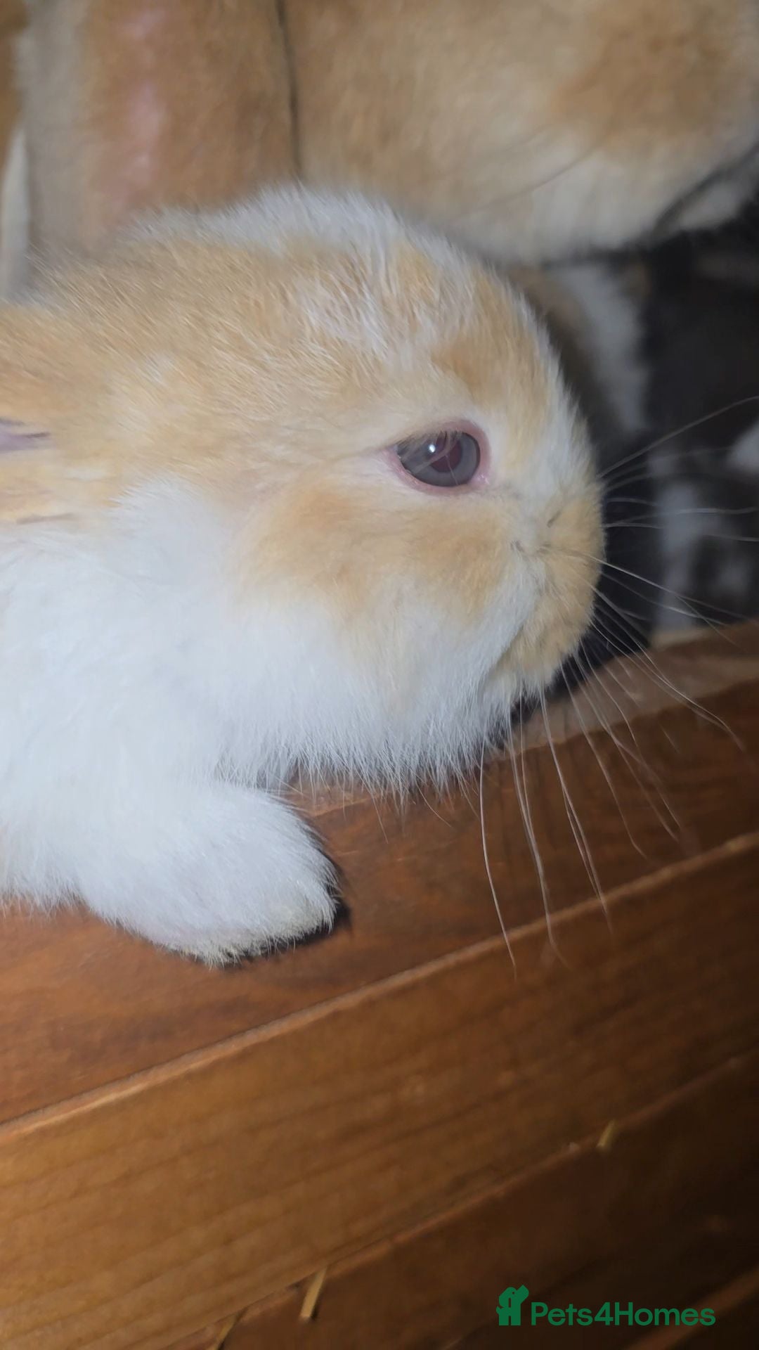 French Lop rabbits Pedigree French Lop - Advert 2