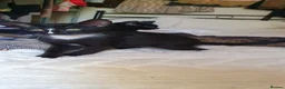 Mixed Breed cats for sale: Beautiful Siamese-cross kittens - Advert 6