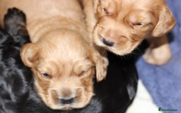 Cockapoo dogs for sale: Beautiful, Rare Cockapoo Puppies – Ready 17th Nov - Image 13