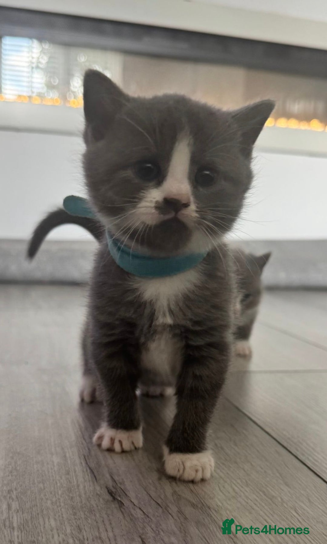 British Shorthair cats for sale: Blue British short-hair kittens - Advert 16