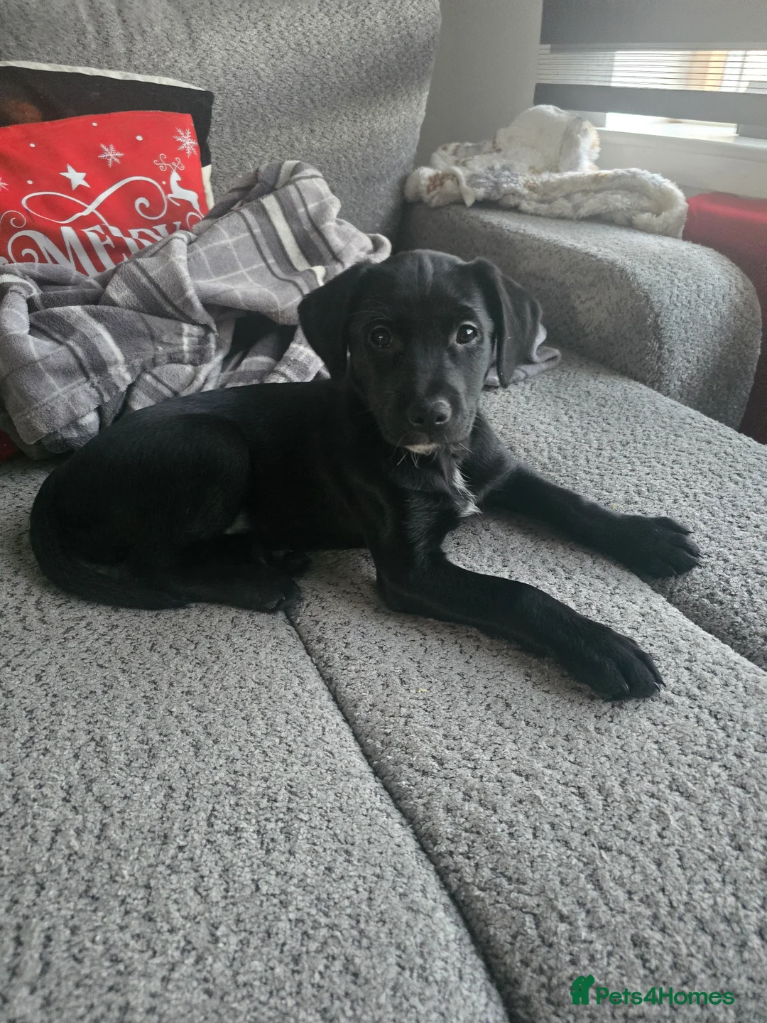 Mixed Breed dogs for sale:  Last puppy looking for his forever home ;)   - Advert 26