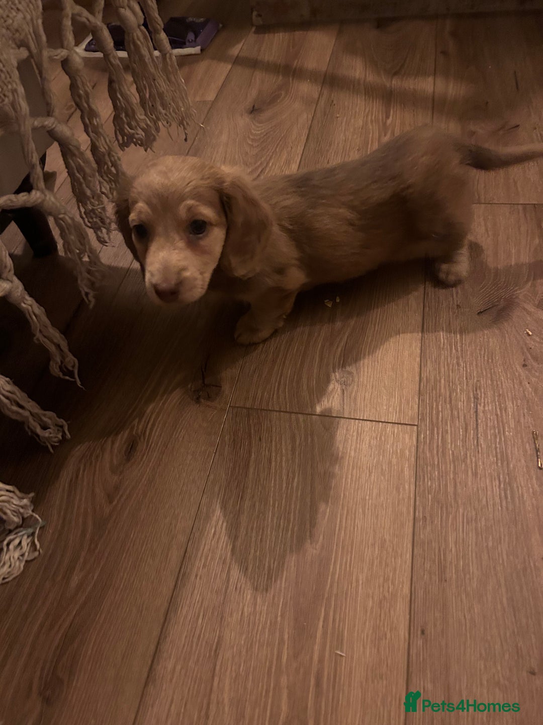 Miniature Dachshund dogs for sale: Long haired miniature dachshund - Advert 5